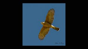 Coopers Hawk